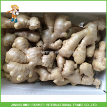 Fresh Ginger Exporter Chinese Ginger 250g up 30lbs PVC box